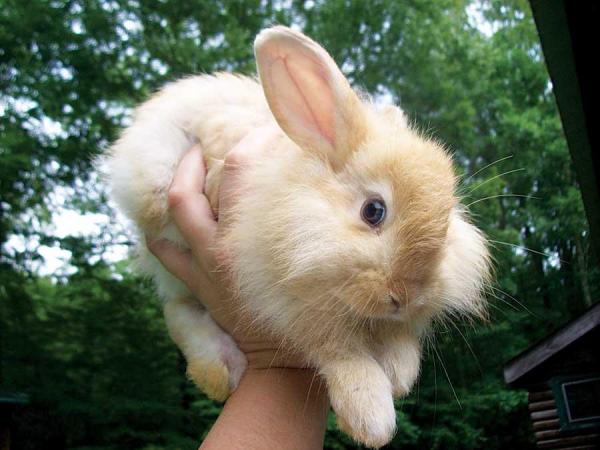 Rabbits are a good animal to raise if you have limited space.